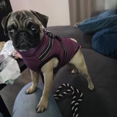 Waterproof Pug Coat With Harness