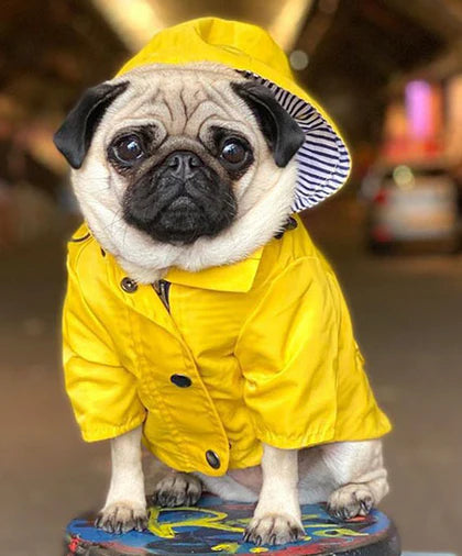 Waterproof Pug Raincoat