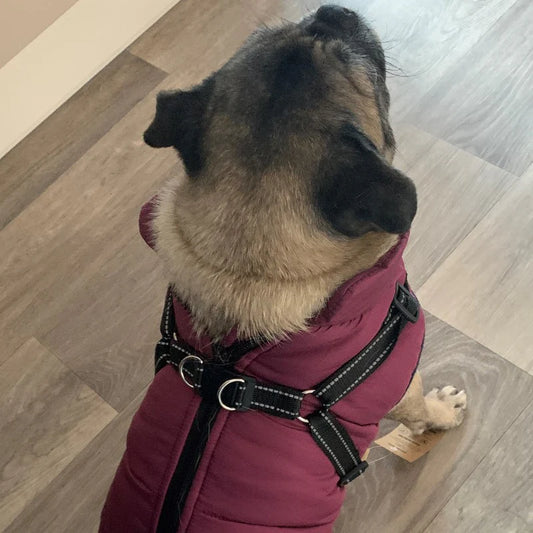 Waterproof Pug Coat With Harness